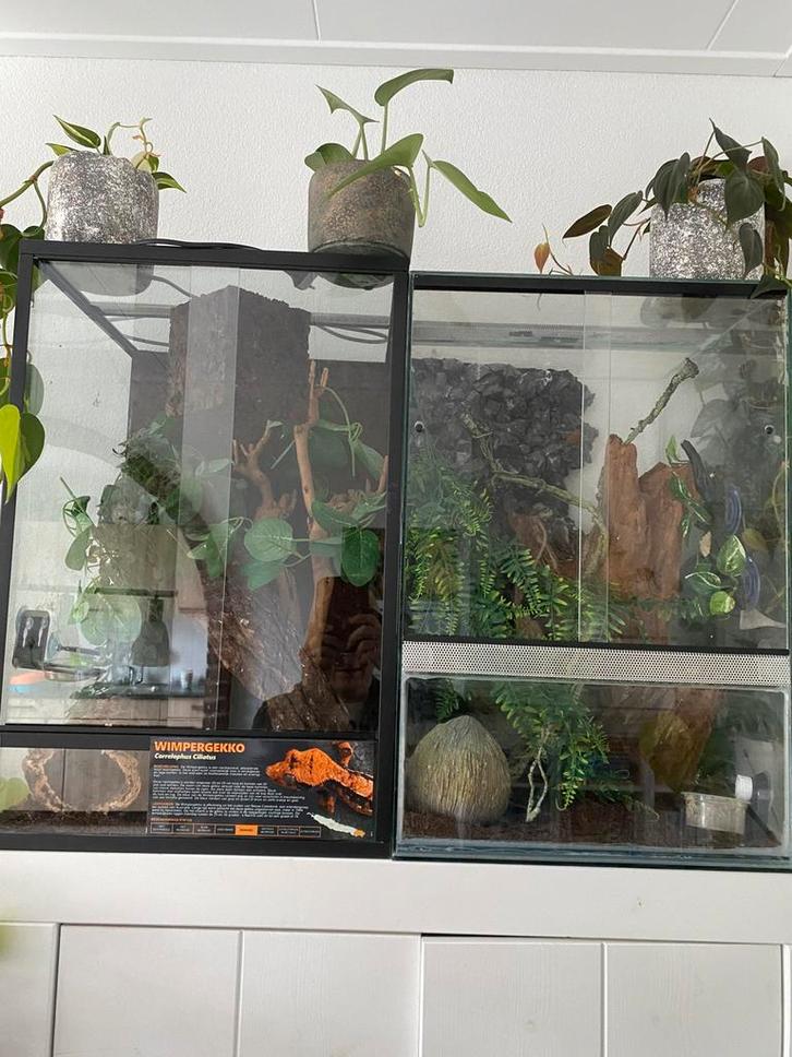 Diverse terraria met wimper- en gargoylegekko’s, Dieren en Toebehoren, Reptielen en Amfibieën | Toebehoren, Zo goed als nieuw
