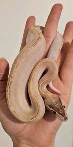 Fire highway, Dieren en Toebehoren, Reptielen en Amfibieën, Slang, Tam, 3 tot 6 jaar
