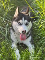 Pomsky 2 Jaar, Dieren en Toebehoren, Honden | Poolhonden, Keeshonden en Oertypen, 1 tot 2 jaar, Teef, Poolhond, Eén hond