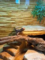 Baardegaam Rood te koop, Dieren en Toebehoren, Reptielen en Amfibieën | Toebehoren, Ophalen, Gebruikt, Terrarium of Paludarium