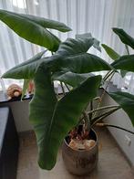 Grote Olifantsoor Kamerplant, Huis en Inrichting, Kamerplanten, Ophalen, 100 tot 150 cm, Overige soorten, Halfschaduw