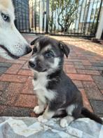 Liefste Husky Pups ooit, zoeken nog een fantastisch huisje!, Dieren en Toebehoren, 8 tot 15 weken, Poolhond, Meerdere, Meerdere dieren