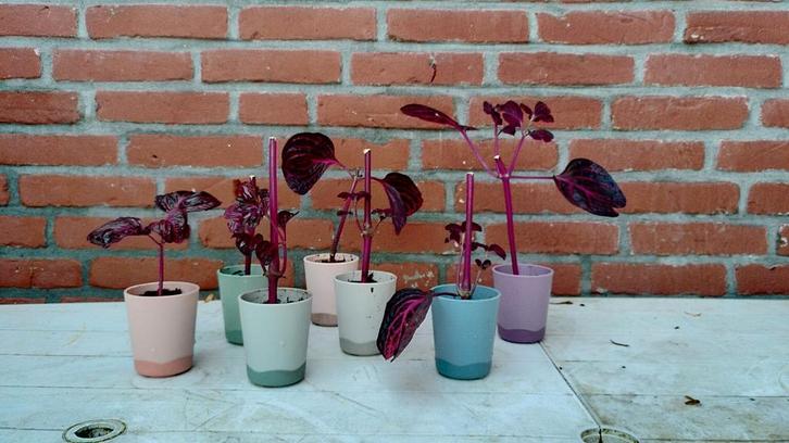 Iresine herbstii plantjes in pot, Tuin en Terras, Planten | Tuinplanten, Vaste plant, Overige soorten, Halfschaduw, Bloeit niet