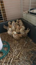 Te koop, Dieren en Toebehoren, Pluimvee | Toebehoren, Ophalen