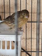 3 kanaries, 2 zebravinken,2 Japanse meeuwtjes van dit jaar, Dieren en Toebehoren, Vogels | Kanaries, Geslacht onbekend, Kleurkanarie