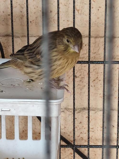 3 kanaries, 2 zebravinken,2 Japanse meeuwtjes van dit jaar, Dieren en Toebehoren, Vogels | Kanaries, Kleurkanarie, Geslacht onbekend