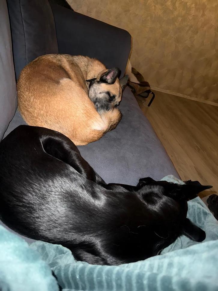 Zwarte Mechelaar, Dieren en Toebehoren, Honden | Herdershonden en Veedrijvers, Teef, Herder, Particulier, Eén hond, Nederland