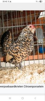 Gezocht broedeieren antwerpse baardkriel citroenporselein, Dieren en Toebehoren, Pluimvee, Kip