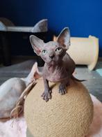 Sphynx kittens, Meerdere dieren, Gechipt, 0 tot 2 jaar