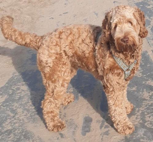 Australian Cobberdog Pups, Dieren en Toebehoren, Honden | Retrievers, Spaniëls en Waterhonden, Meerdere dieren, Overige rassen