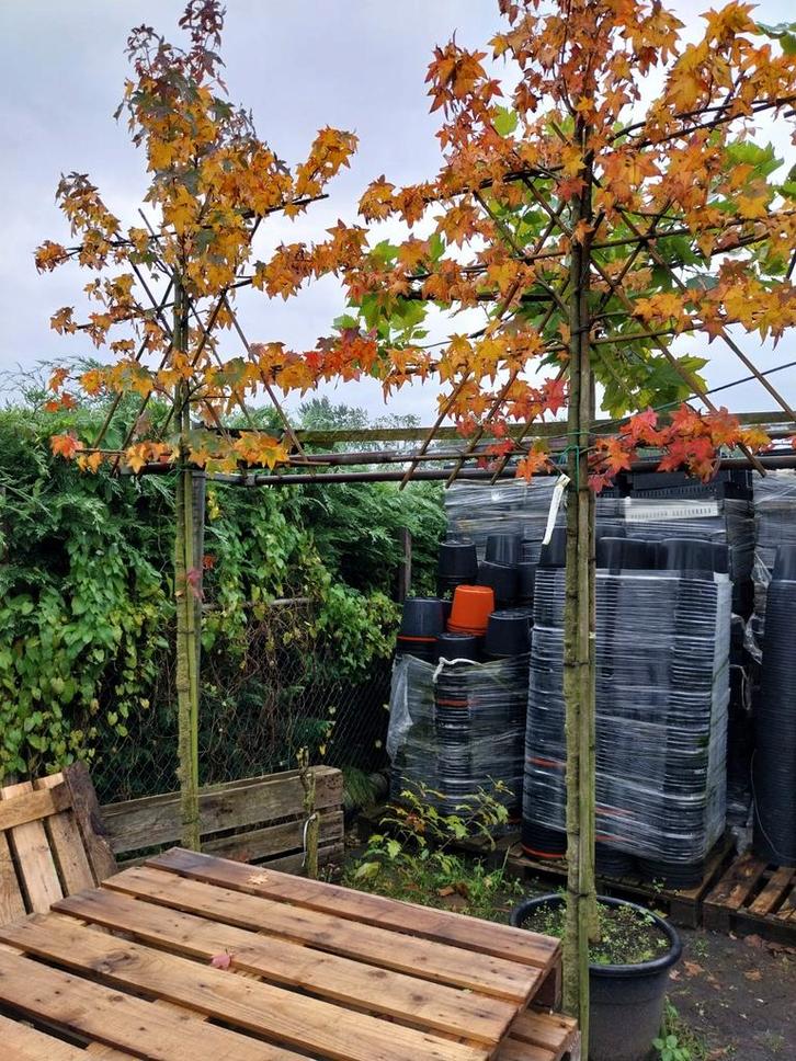 Liquidambar Amberboom Leivorm, Tuin en Terras, Planten | Bomen, Overige soorten, Volle zon, Ophalen of Verzenden