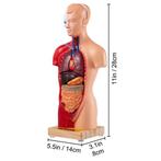 Menselijk Torso Anatomie - Model 15, Diversen, Schoolbenodigdheden, Ophalen of Verzenden, Nieuw