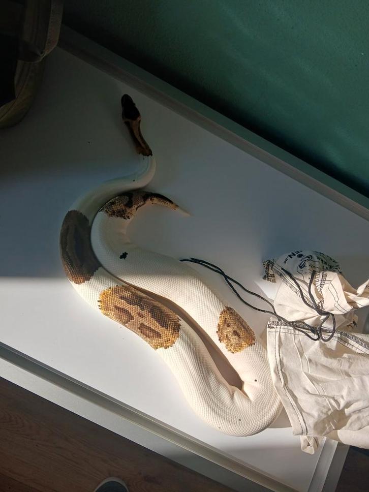 Regius piedbald dame. Volwassen