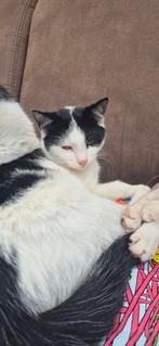 Huisje gezocht voor lieve kittens 20 weken, Dieren en Toebehoren, Katten en Kittens | Overige Katten, Poes