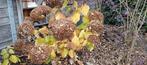 Prachtige hortensia Annabel., Tuin en Terras, Ophalen, Zo goed als nieuw