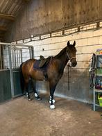 Bijrijder gezocht, Dieren en Toebehoren, Paarden en Pony's | Verzorgingsproducten, Ophalen of Verzenden