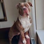 American Bully XL / XXL Dekreu, Dieren en Toebehoren, Honden | Bulldogs, Pinschers en Molossers, Rabiës (hondsdolheid), Eén hond