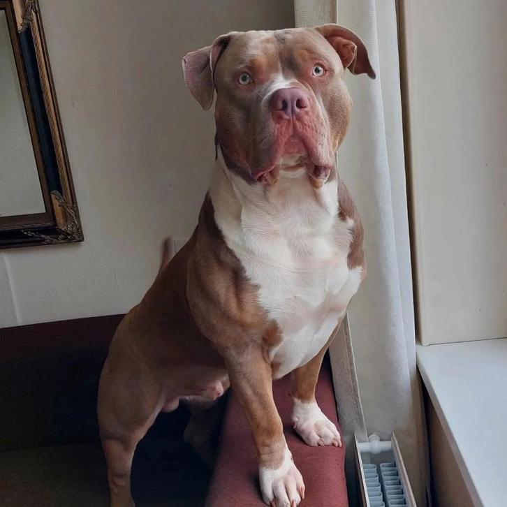 American Bully XL / XXL Dekreu, Dieren en Toebehoren, Honden | Bulldogs, Pinschers en Molossers, Reu, Overige rassen, Particulier