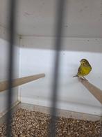 Bastaard europese kanarie man, Dieren en Toebehoren, Mannelijk, Wildzangvogel