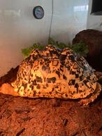 Stigmochelys pardalis | Luipaardschildpad | Panterschildpad, Schildpad, 3 tot 6 jaar