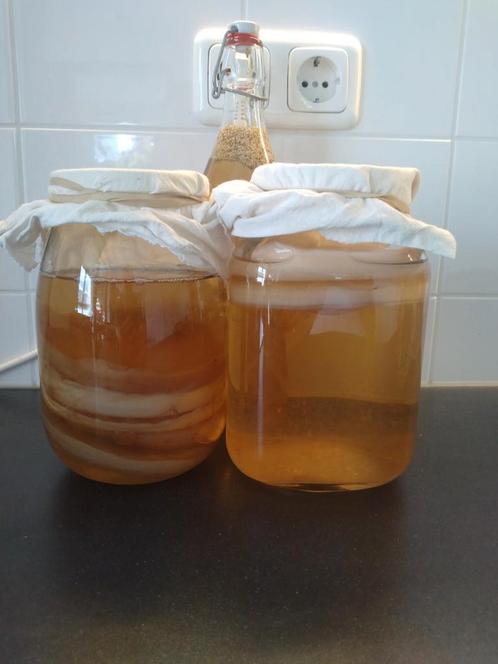 Bio Kombucha, scoby (zwam)+starter+ kaasdoek+ alle uitleg, Diversen, Levensmiddelen, Ophalen