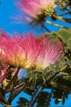 Albizia Julibrissin Rosea, Overige soorten, 100 tot 250 cm, Zomer, Ophalen