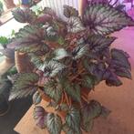 begonia rex salsa plant nr 3-2, Overige soorten, Minder dan 100 cm, Ophalen of Verzenden, Halfschaduw