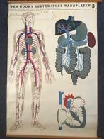 Schoolplaat uit 1926 van van Goor’s wandplaten EHBO no 3, Ophalen of Verzenden, Natuur en Biologie