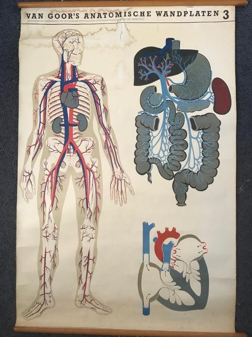 Schoolplaat uit 1926 van van Goor’s wandplaten EHBO no 3, Antiek en Kunst, Antiek | Schoolplaten, Natuur en Biologie, Ophalen of Verzenden