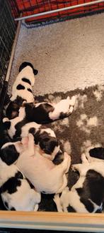 Prachtige Tobekan pups   Tibetaanse Terriër  Cockerspaniel, Dieren en Toebehoren, Overige rassen, 8 tot 15 weken, Parvo, Meerdere