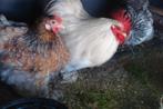 Broedeieren Cochin KRIEL, Geslacht onbekend, Kip