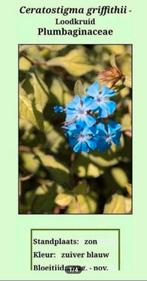 Ceratostigma griffithii - Loodkruid, Ophalen, Vaste plant, Overige soorten, Volle zon