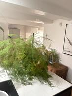 Grote Sierasperge (Asparagus) met Stenen Pot, Ophalen