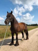 Lieve en speelse tinker te lease, Dieren en Toebehoren, Paarden en Pony's | Overige Paardenspullen, Ophalen of Verzenden, Nieuw