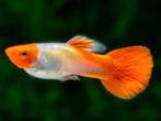 Guppy Red Noise Kohaku per paar - Koidream Valburg, Dieren en Toebehoren, Vis, Zoetwatervis