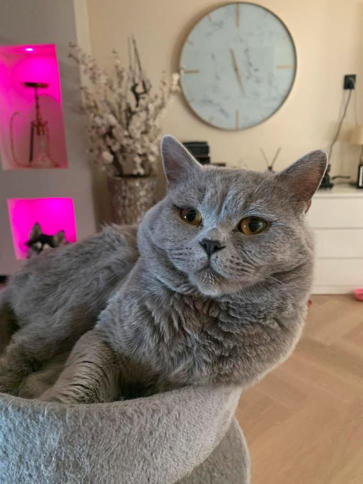 2 britse korthaar kortharen dekkaters dekkater, Dieren en Toebehoren, Katten en Kittens | Dekkaters