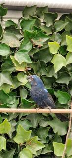 Braziliaanse blauwe bisschop te koop man  2025, Dieren en Toebehoren, Vogels | Overige Vogels, Mannelijk, Tropenvogel, Geringd