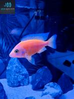 Te koop jonge aulonocara firefish malawi cichliden, Zoetwatervis, Vis