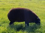 Dassenkop ooi en rammen te koop, Dieren en Toebehoren, Schapen, Geiten en Varkens, Meerdere dieren, Schaap