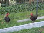 2 Jonge hanen, gratis op te halen, Dieren en Toebehoren, Mannelijk, Kip