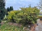 Diverse Struiken en Planten voor de Tuin, Tuin en Terras, Planten | Struiken en Hagen, Ophalen, Overige soorten, Struik, 100 tot 250 cm