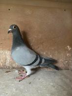 Verkerk duivin, Dieren en Toebehoren, Vogels | Duiven, Vrouwelijk, Kropper