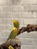 Jonge parkieten, Dieren en Toebehoren, Vogels | Parkieten en Papegaaien, Parkiet