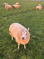 44 drachtige Texelaar ooien, Dieren en Toebehoren, Vrouwelijk, Schaap