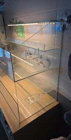 Volledig glazen cavia flat, Dieren en Toebehoren, Knaagdieren en Konijnen | Hokken en Kooien, Zo goed als nieuw, Hok, Cavia, Ophalen