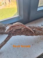 Meerdere gargoyle gekko's en Wimpergekko's, Hagedis, 0 tot 2 jaar