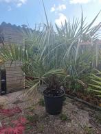 Grote Butia capitata, Volle zon, Vaste plant, Zomer, Ophalen