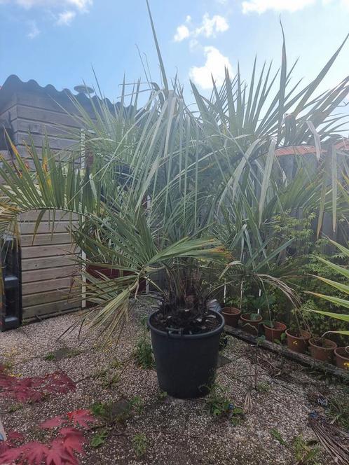 Grote Butia capitata, Tuin en Terras, Planten | Tuinplanten, Vaste plant, Overige soorten, Volle zon, Zomer, Ophalen