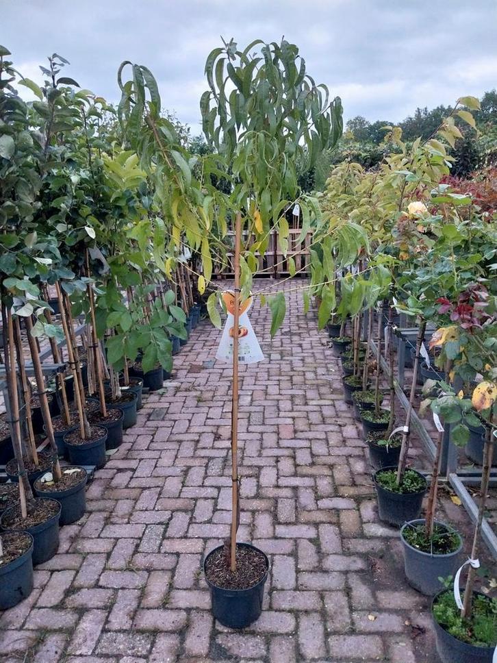 Perzikboom Halfstam - Prunus persica, Tuin en Terras, Planten | Bomen, Ophalen