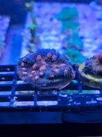Mycedium Chalice stekjes meerdere kleuren, Dieren en Toebehoren, Vissen | Aquaria en Toebehoren, Ophalen, ., Plant(en), Steen of Hout